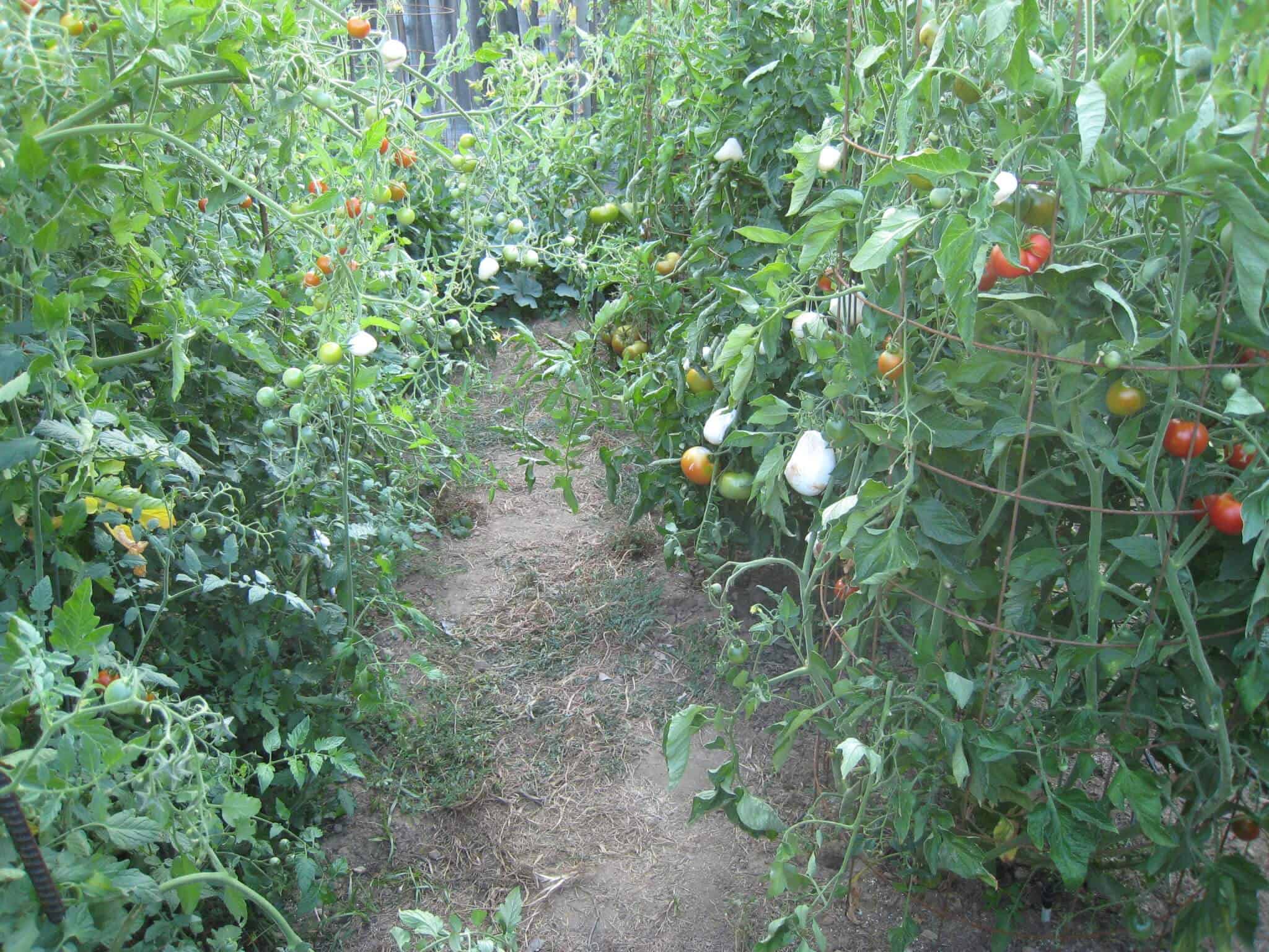 saratoga-man-grows-buffalo-mozzarella-clusters-on-heirloom-tomato
